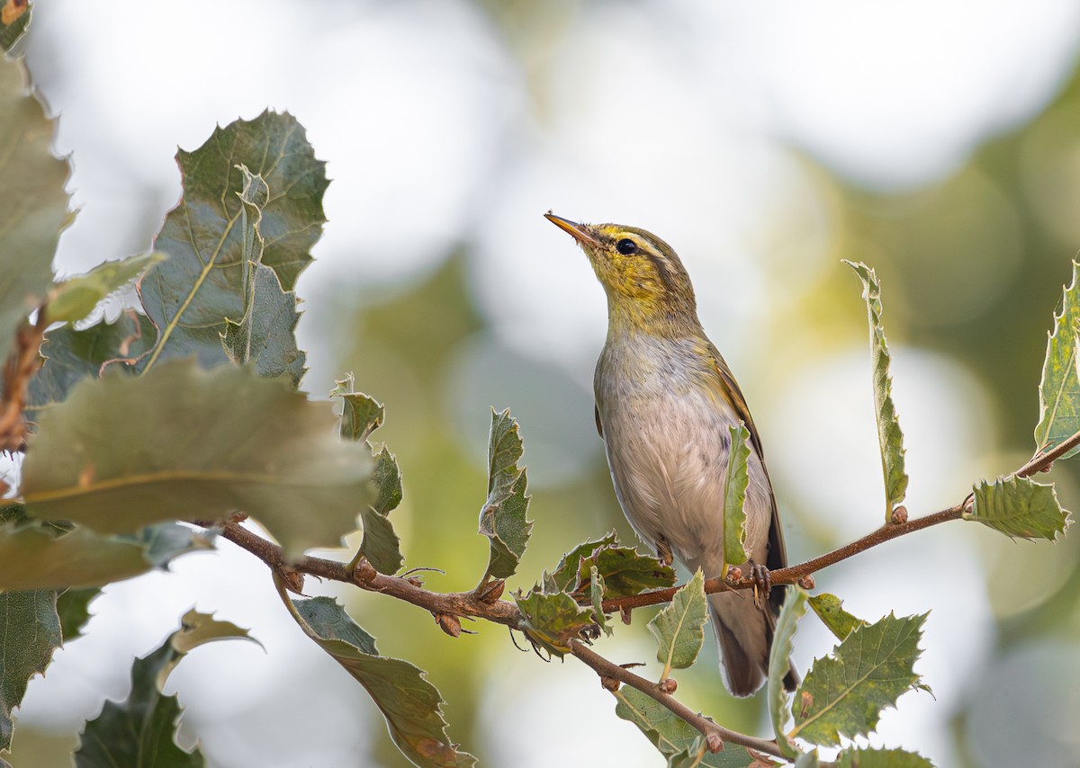 Wood Warbler - ML624149510