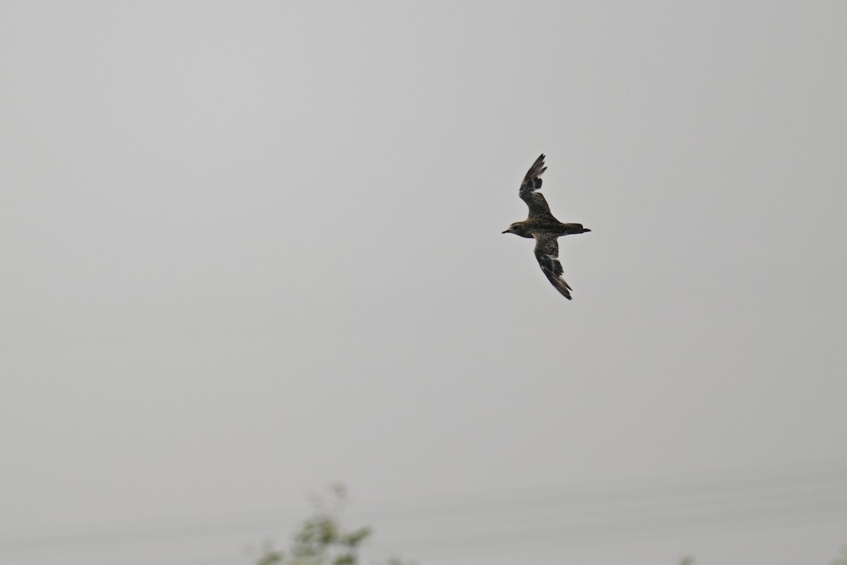 Pacific Golden-Plover - ML624149513