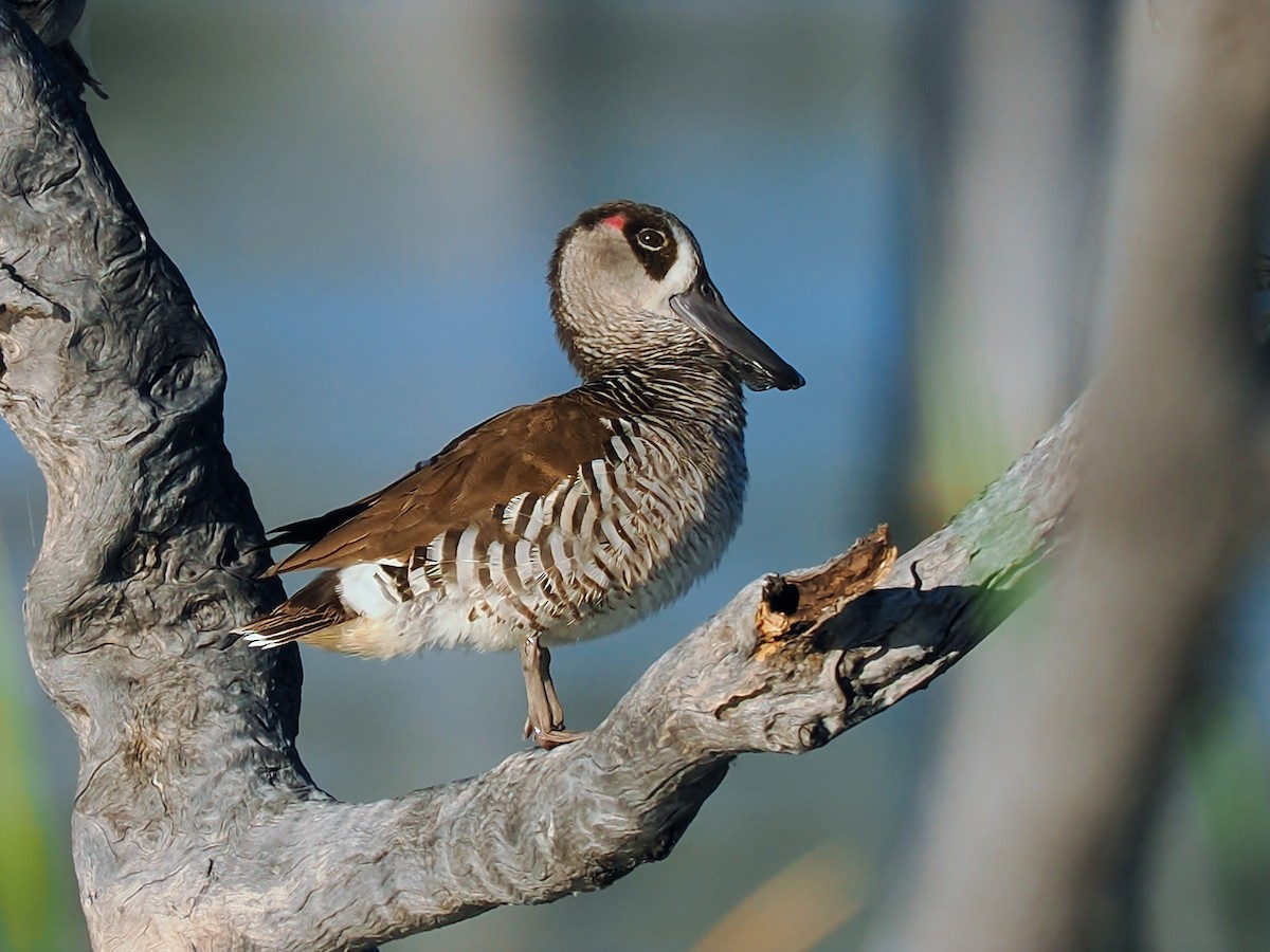 Pink-eared Duck - Len and Chris Ezzy