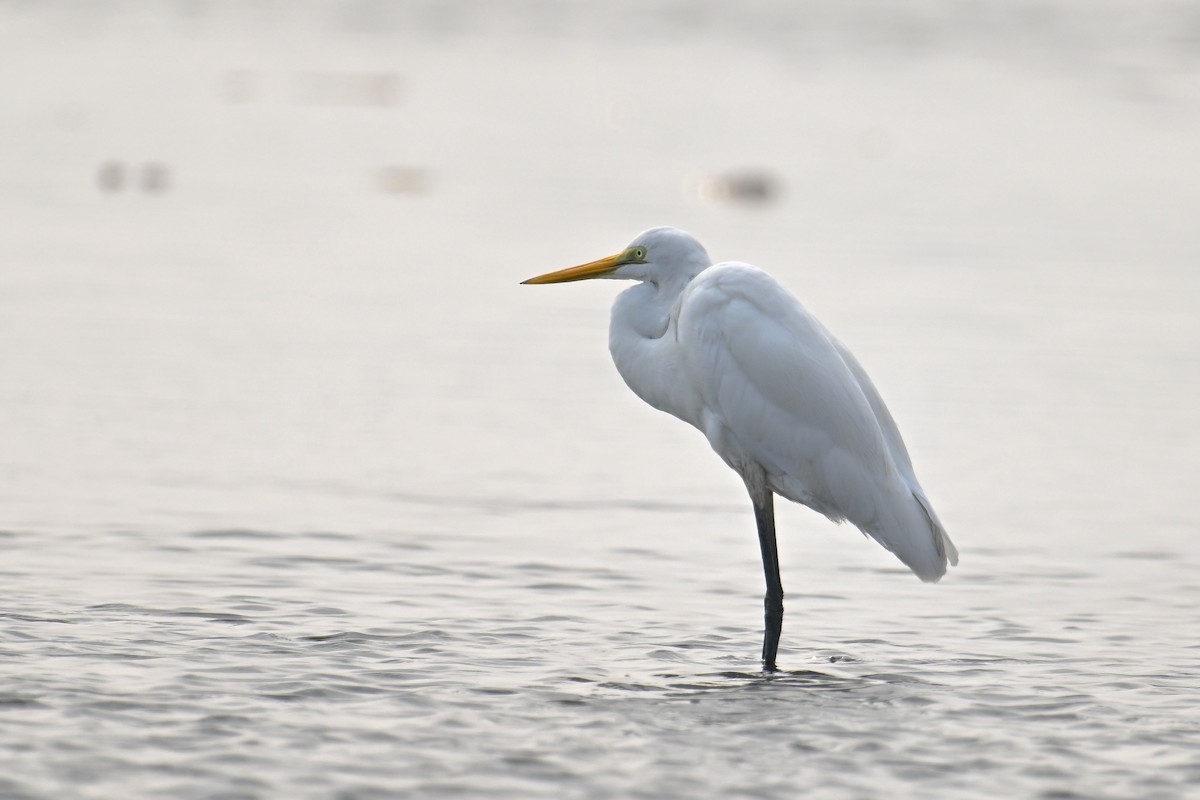 Great Egret (modesta) - ML624149519