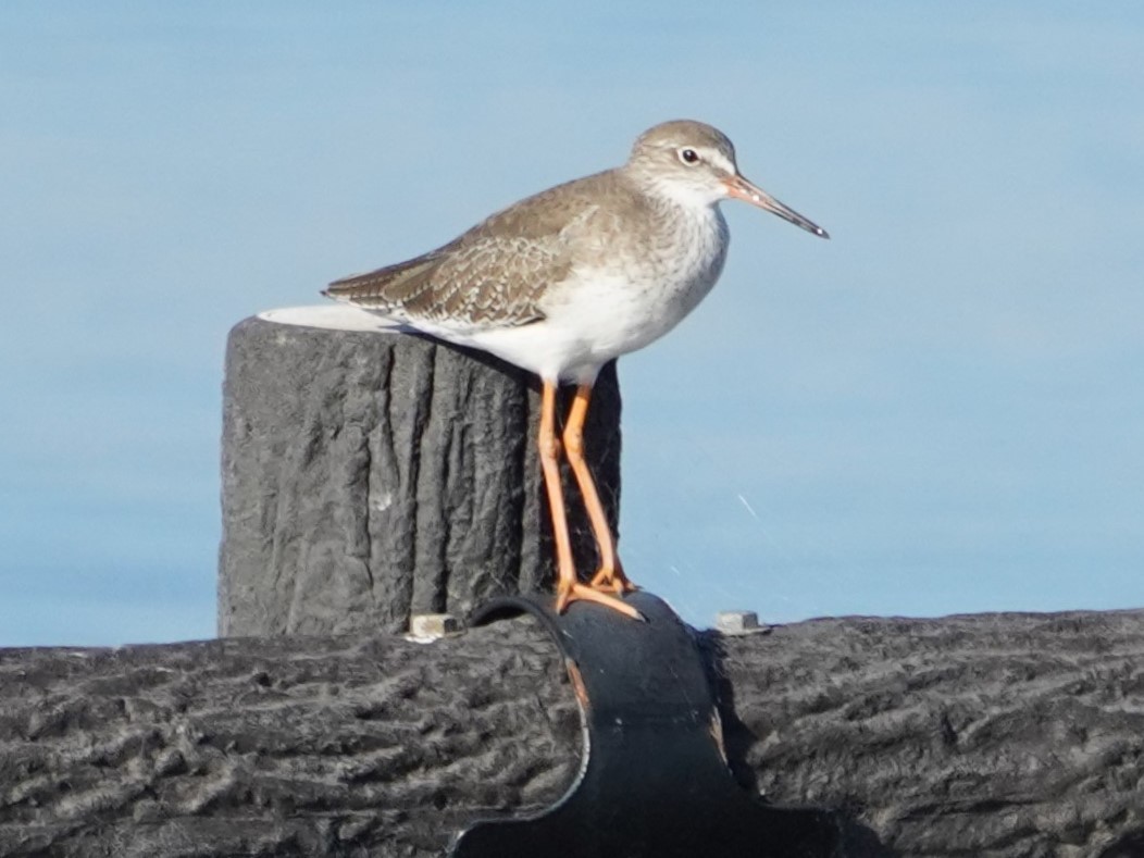 Common Redshank - ML624149528