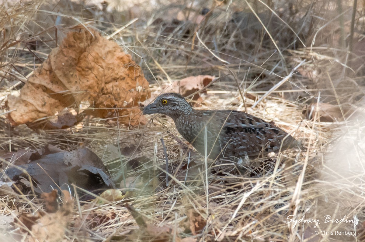 perepel kaštanový - ML624149551