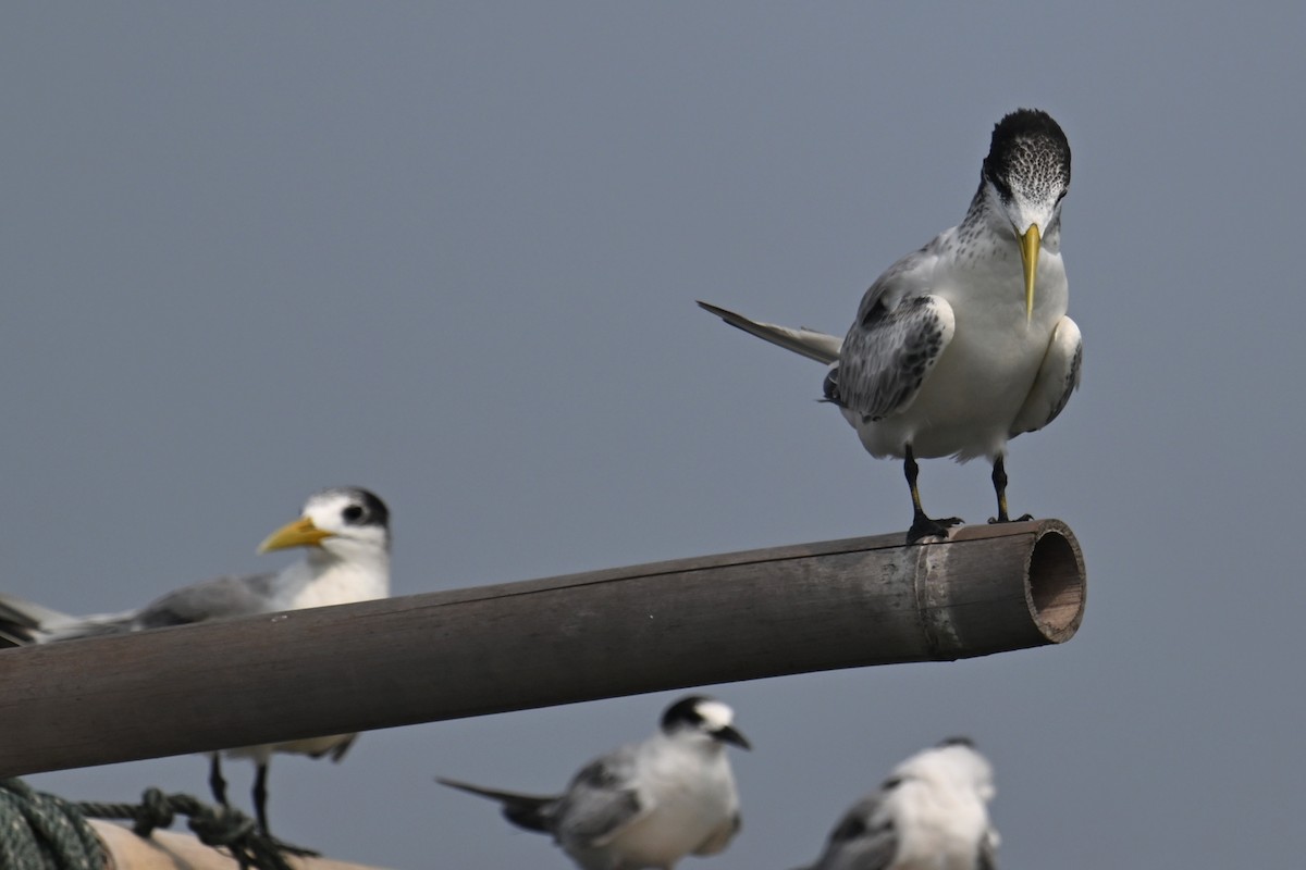 Great Crested Tern - ML624149562