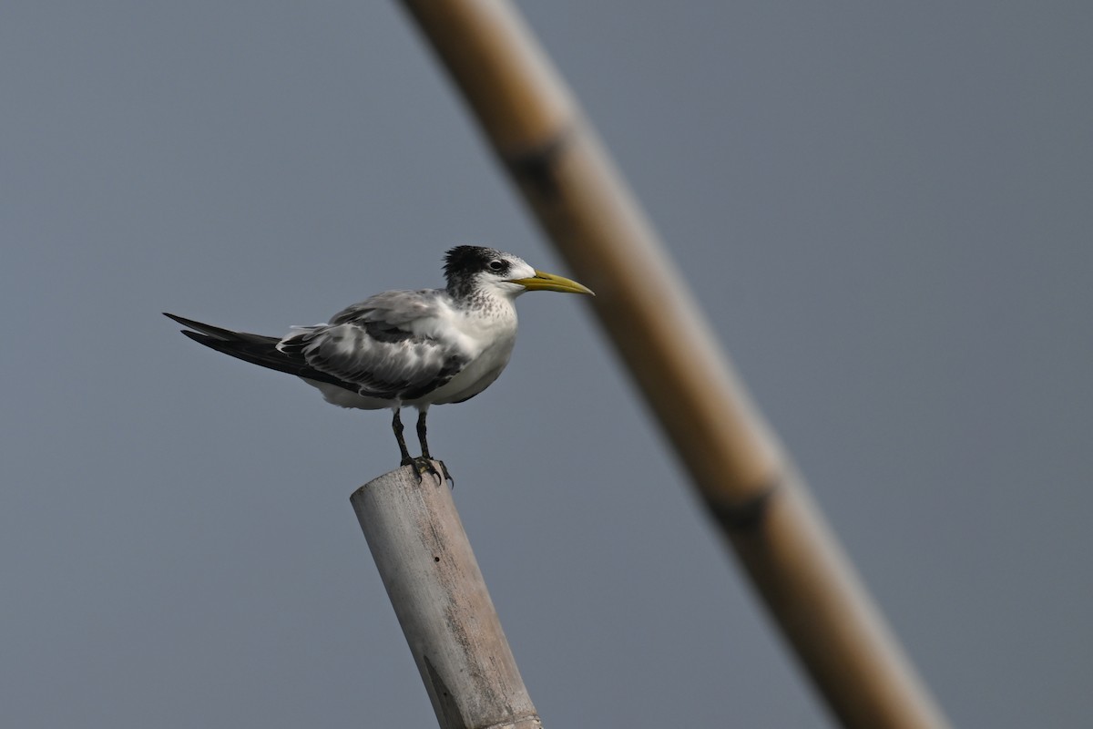 Great Crested Tern - ML624149563