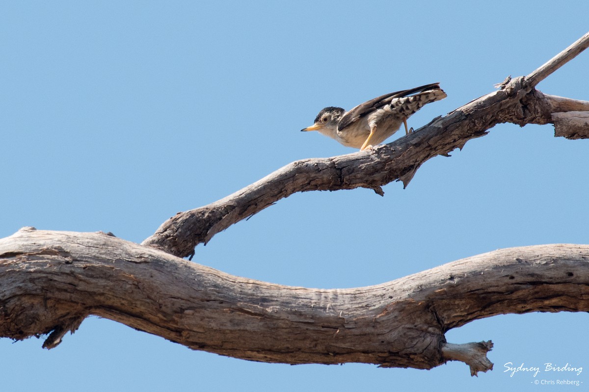 Varied Sittella - ML624149564