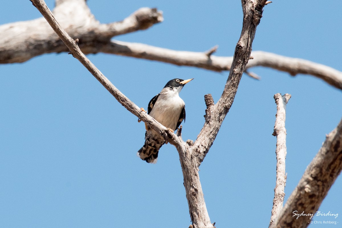 Varied Sittella - ML624149565