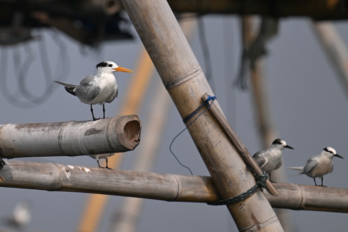 Lesser Crested Tern - ML624149568