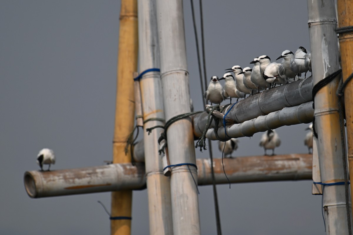 Black-naped Tern - Ting-Wei (廷維) HUNG (洪)