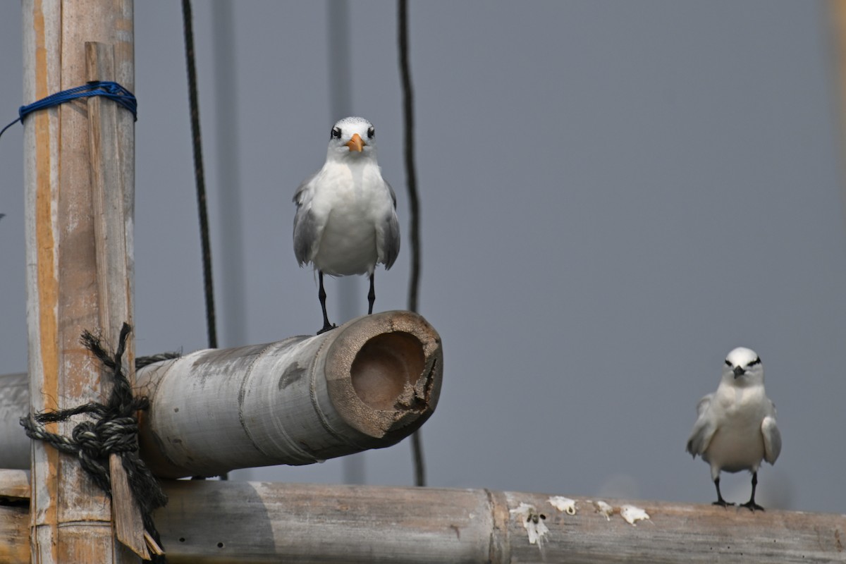 Lesser Crested Tern - ML624149586