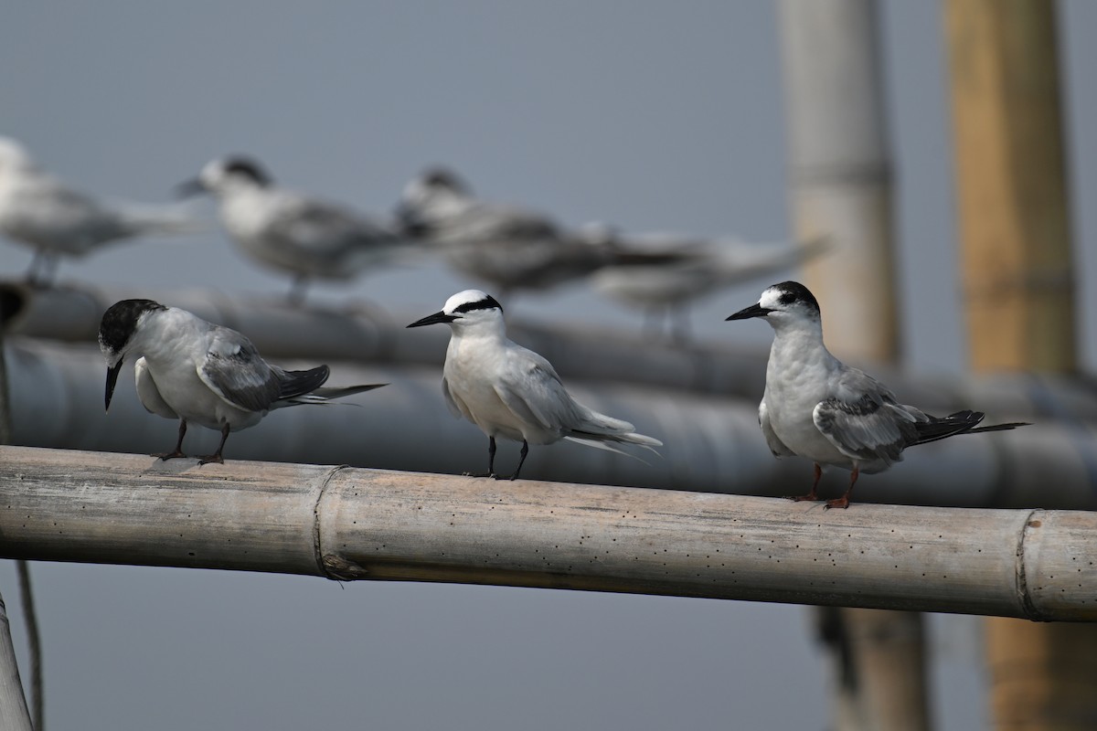 Крячок річковий (підвид longipennis) - ML624149591