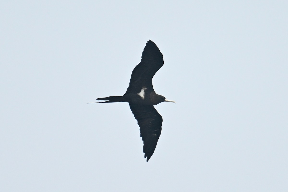 Lesser Frigatebird (Lesser) - ML624149593