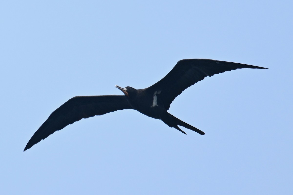 Lesser Frigatebird (Lesser) - ML624149594