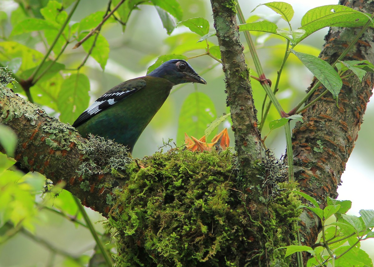 Green Cochoa - ML624149597