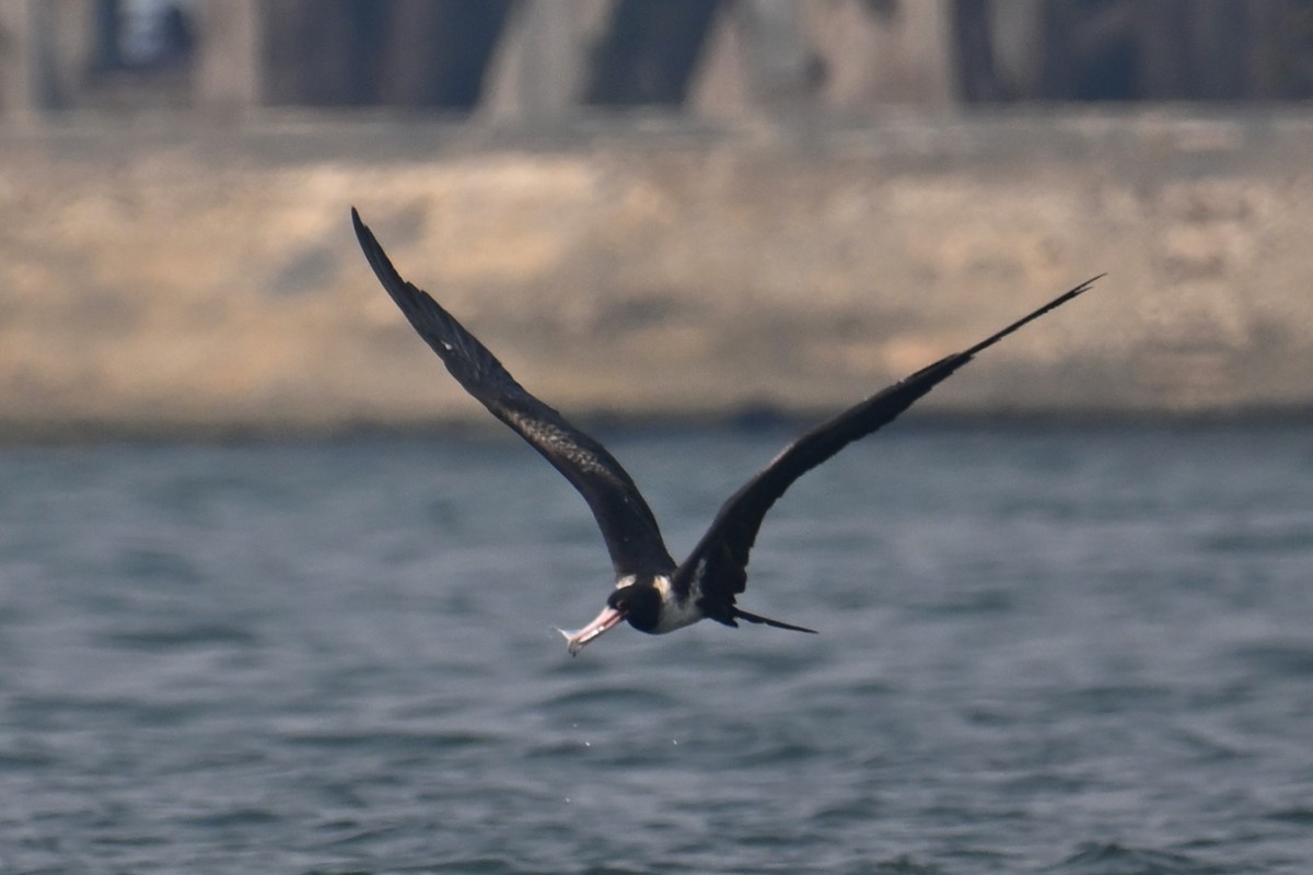 Christmas Island Frigatebird - ML624149606