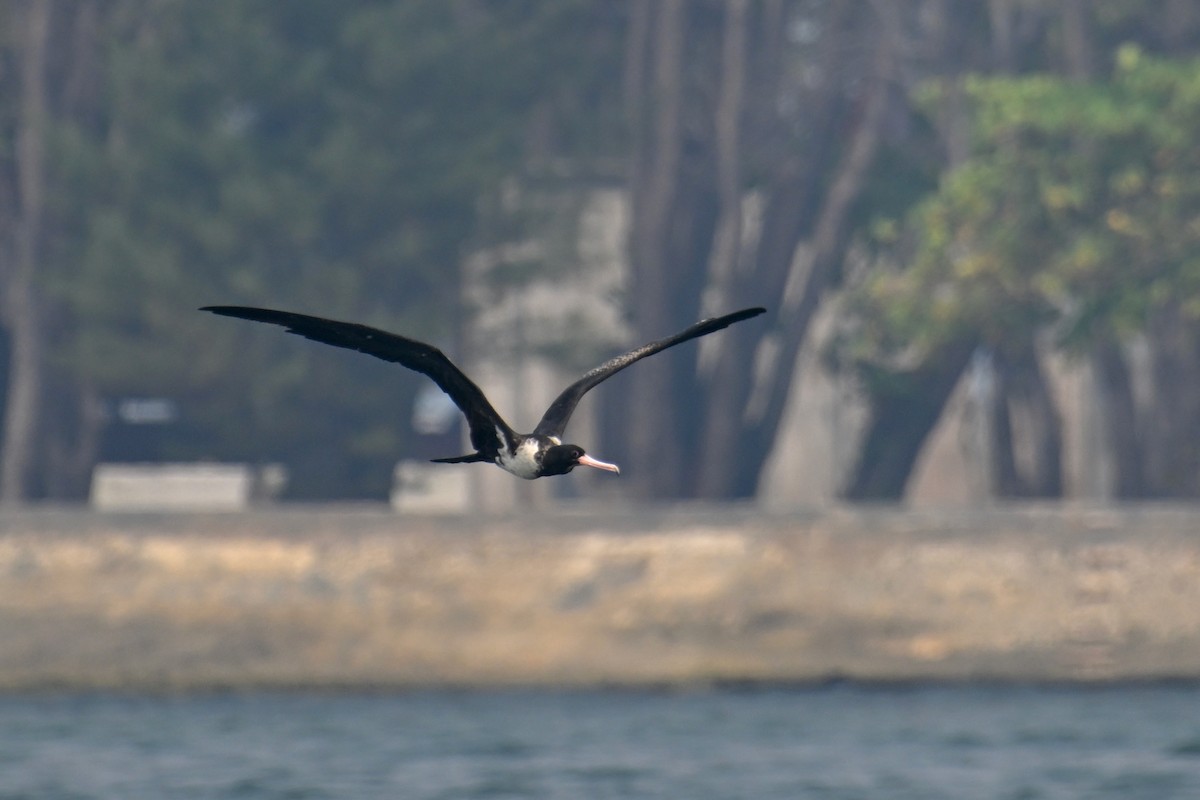 Christmas Island Frigatebird - ML624149613