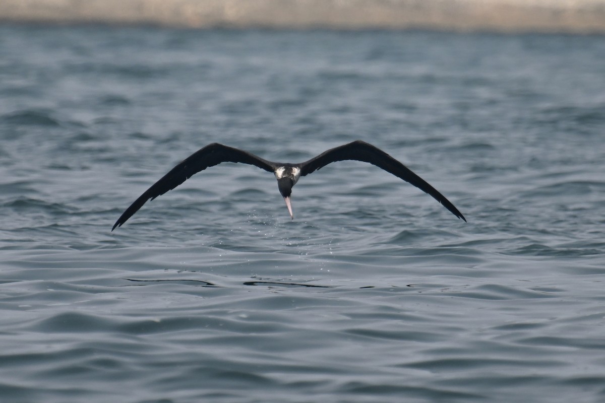 Christmas Island Frigatebird - ML624149614