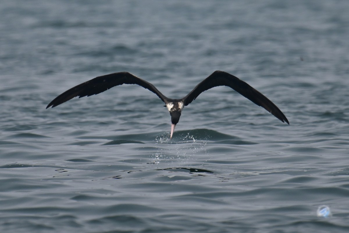 Christmas Island Frigatebird - ML624149616