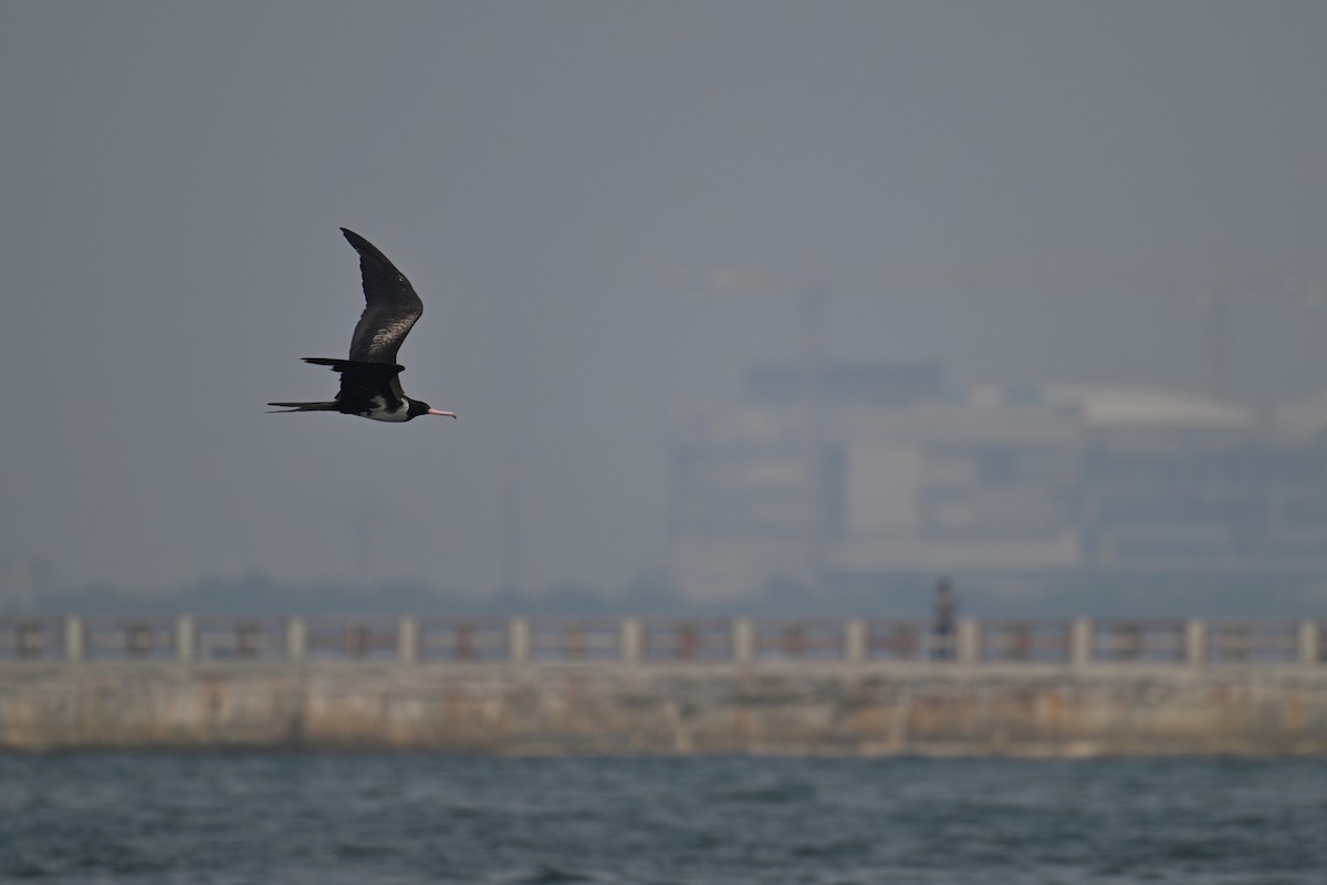 Christmas Island Frigatebird - ML624149617