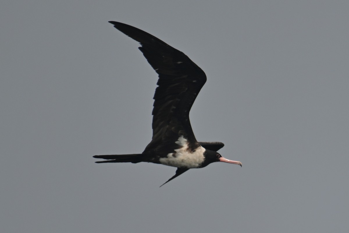 Christmas Island Frigatebird - ML624149618