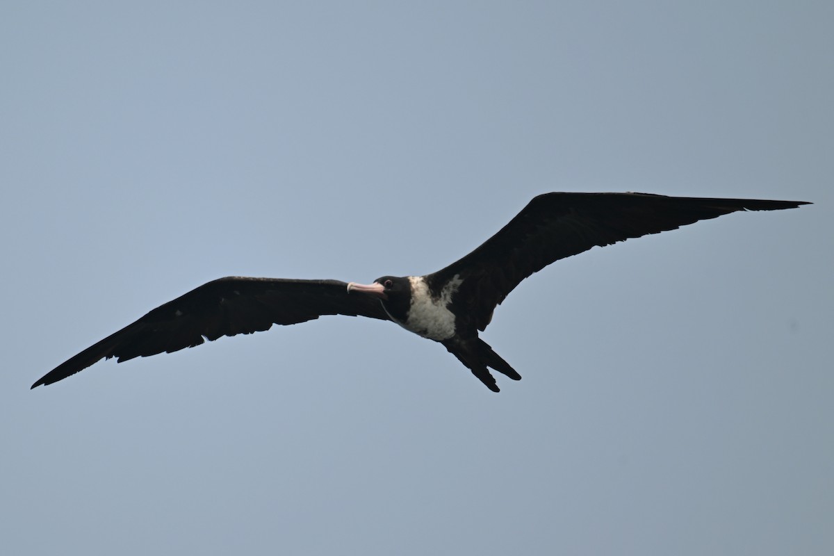 Christmas Island Frigatebird - ML624149623