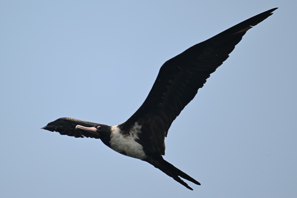 Christmas Island Frigatebird - ML624149624