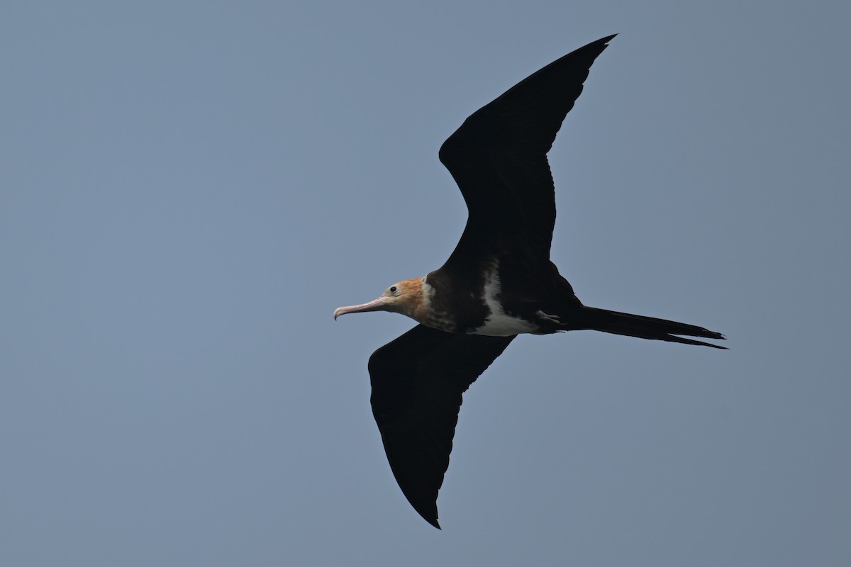 Lesser Frigatebird (Lesser) - ML624149626