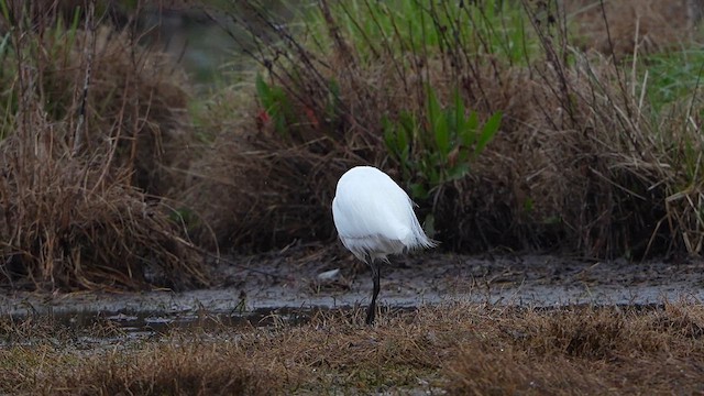 Little Egret - ML624149627