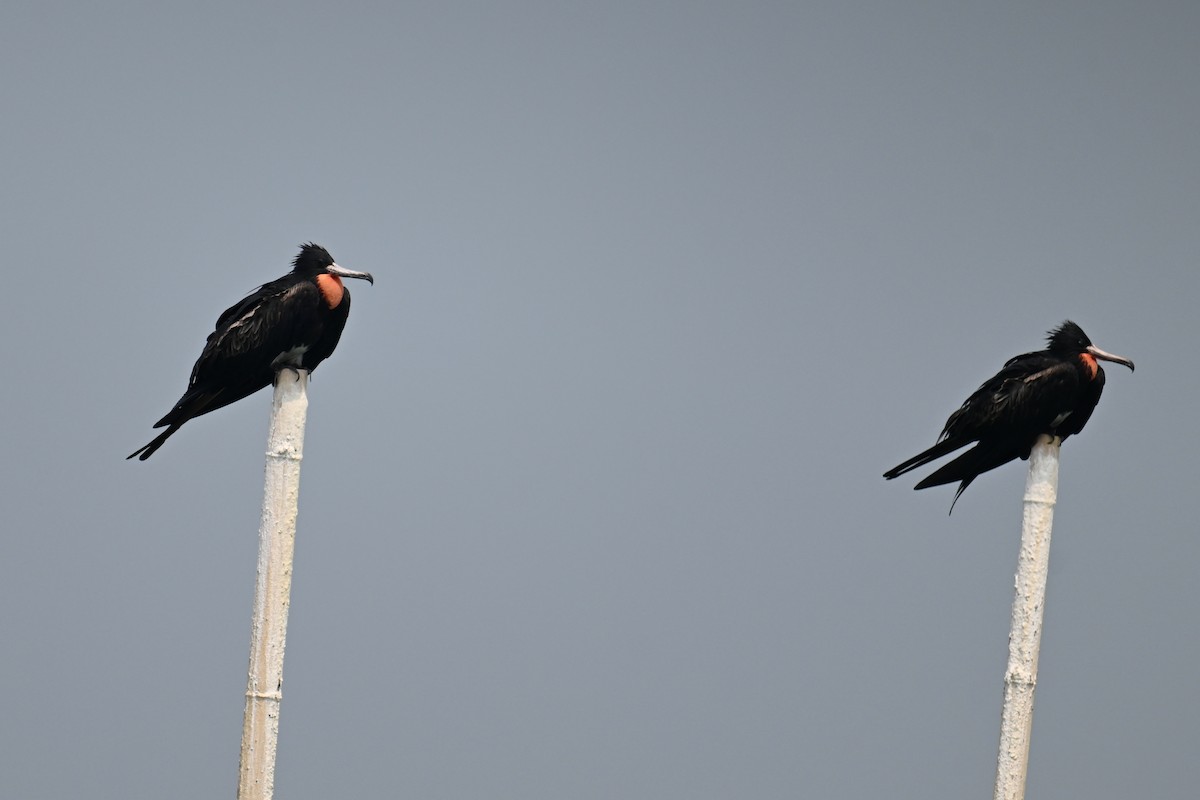 Christmas Island Frigatebird - ML624149632