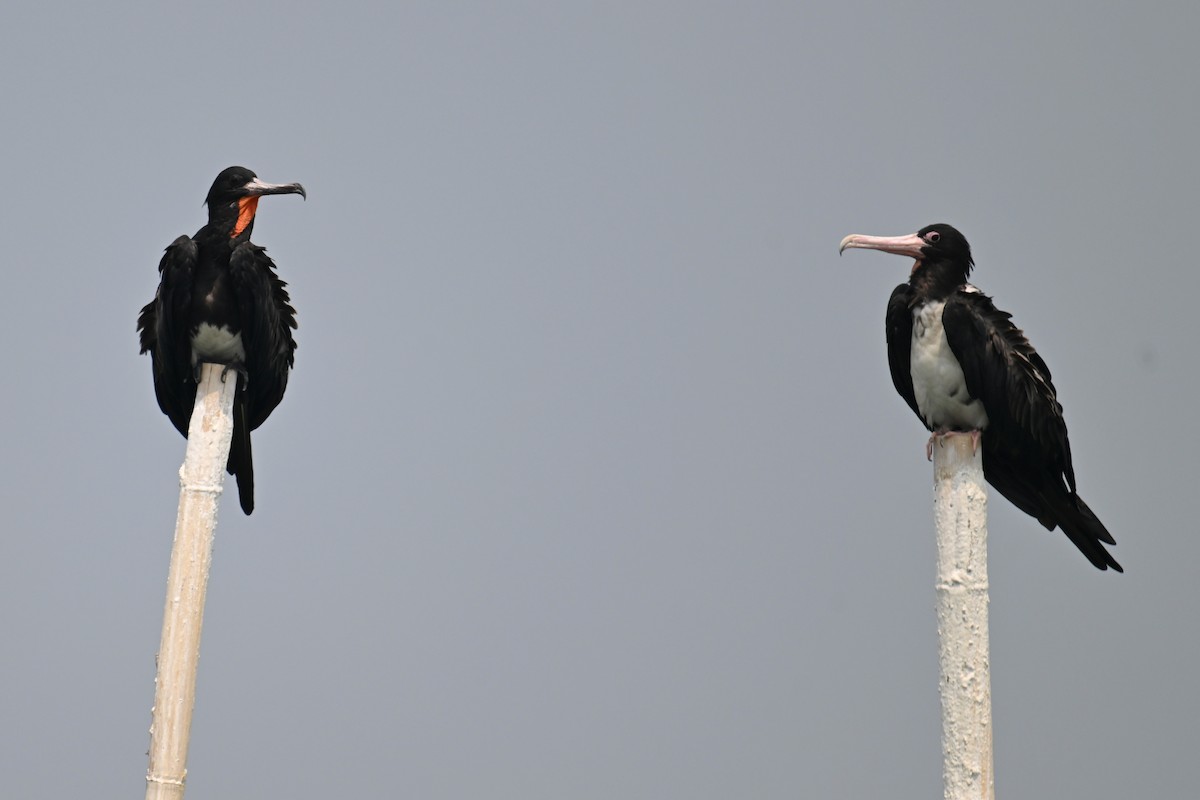 Christmas Island Frigatebird - ML624149636