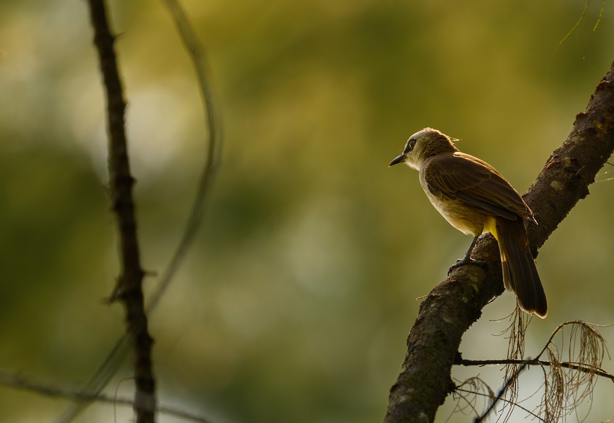 Yellow-vented Bulbul - ML624149637