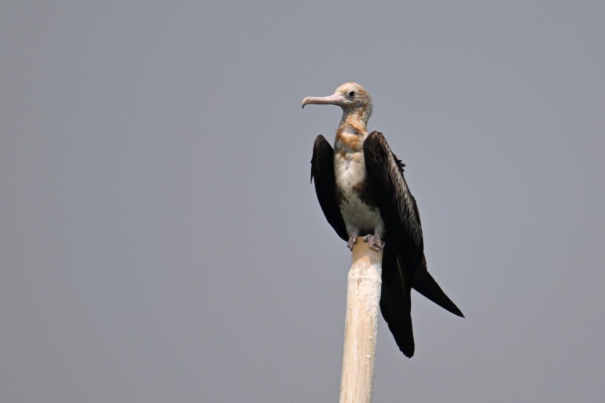 Christmas Island Frigatebird - ML624149638