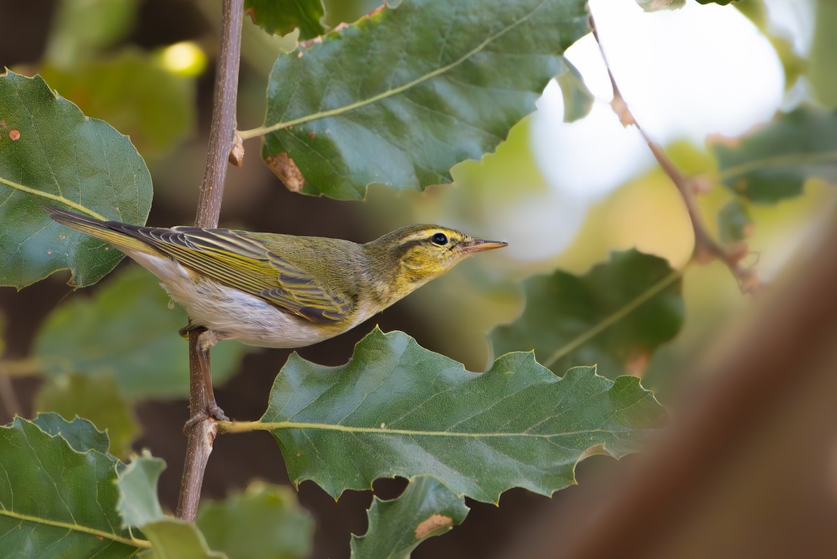 Wood Warbler - ML624149639