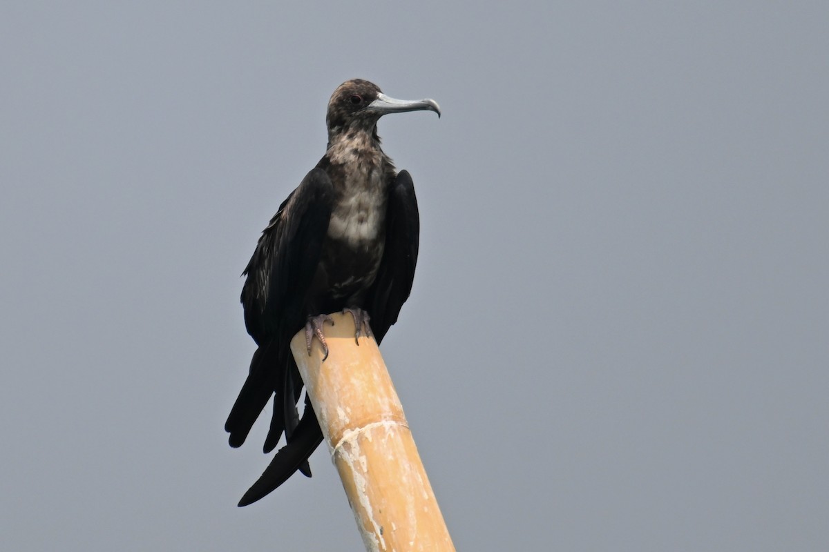 Lesser Frigatebird (Lesser) - ML624149640