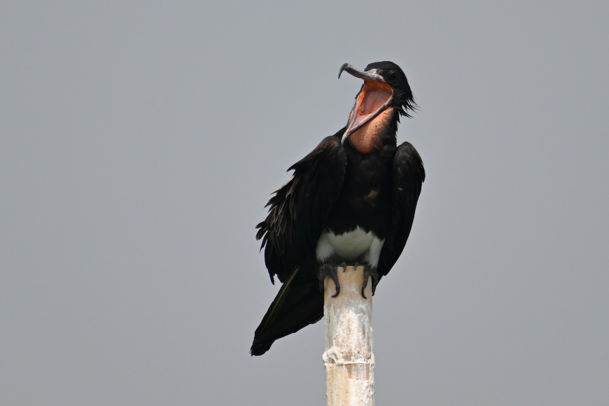 Christmas Island Frigatebird - ML624149642