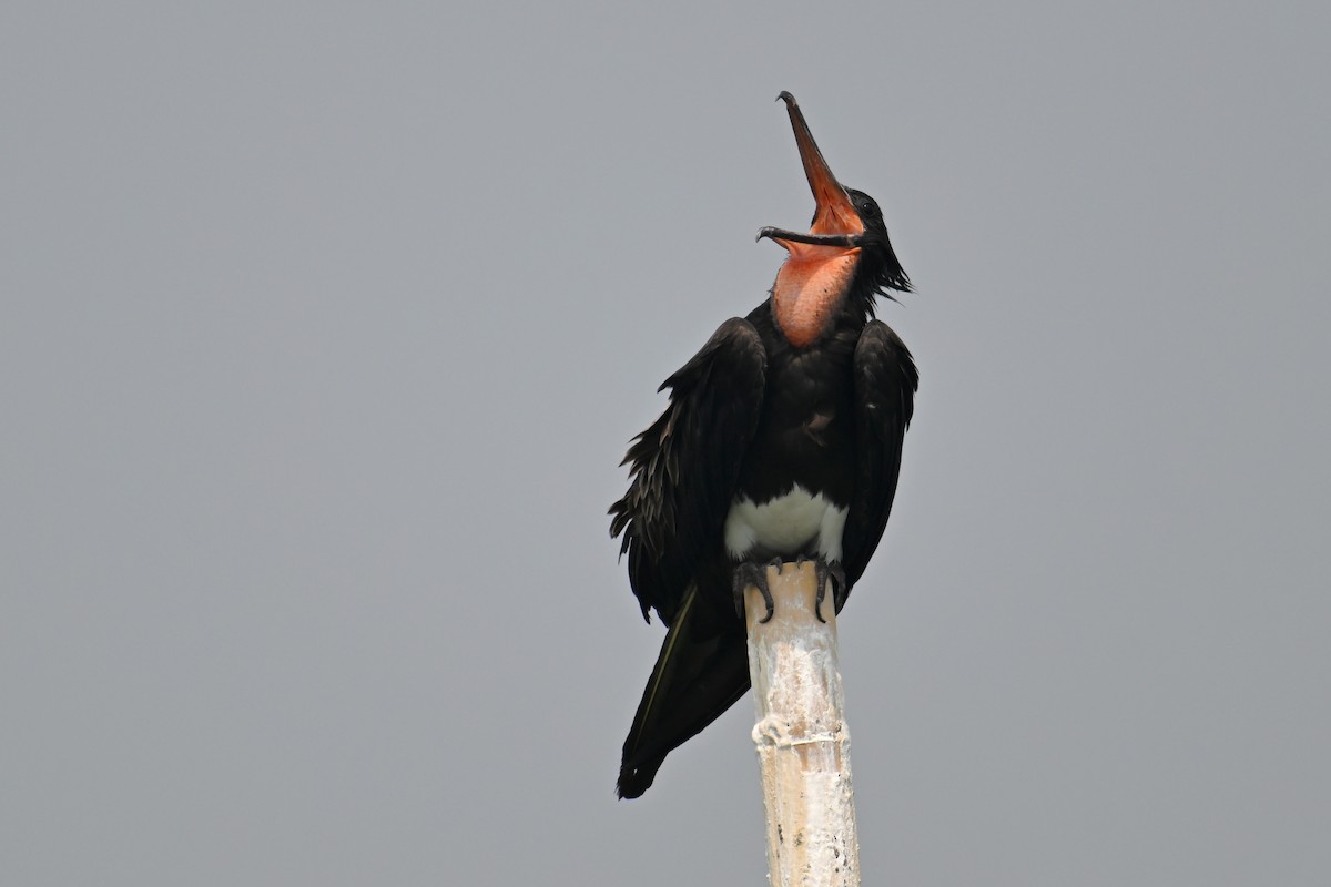 Christmas Island Frigatebird - ML624149643