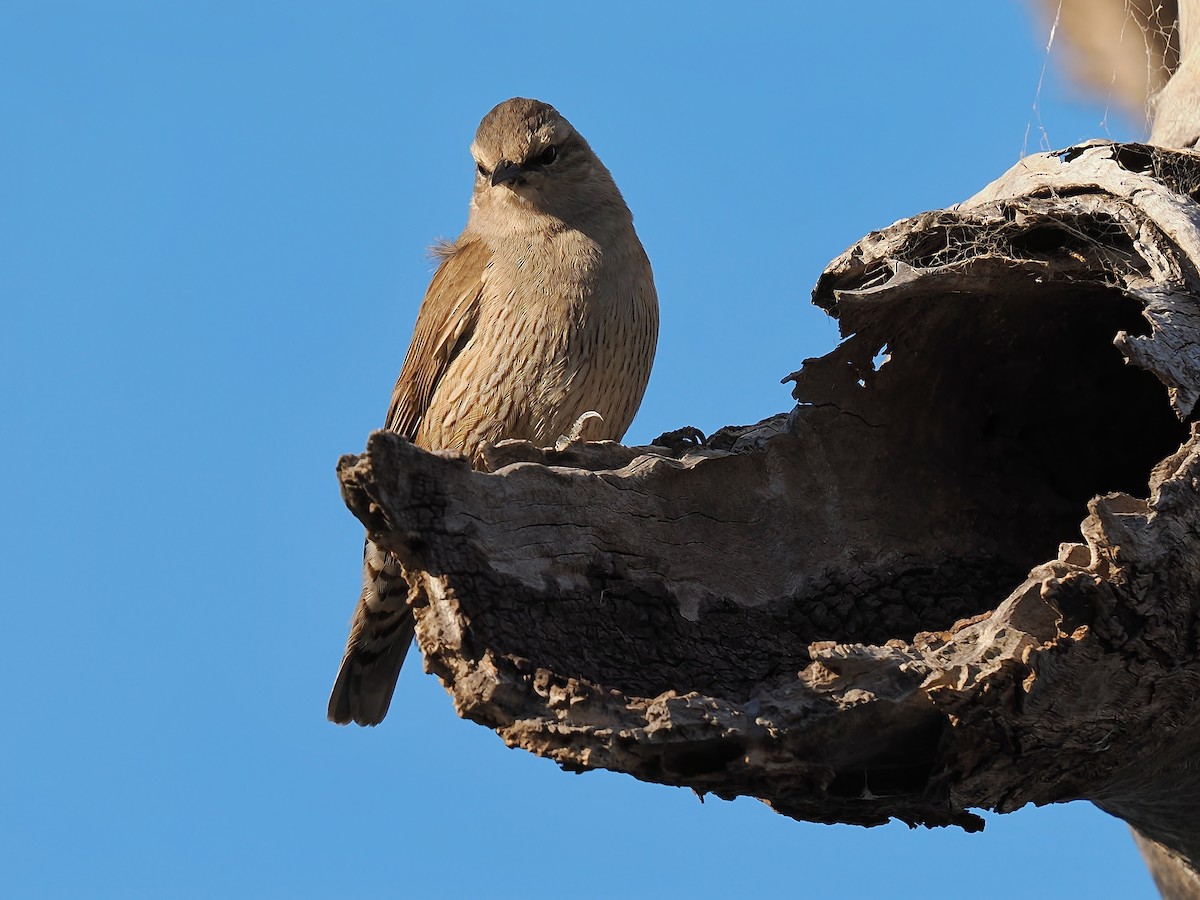 Brown Treecreeper - Len and Chris Ezzy