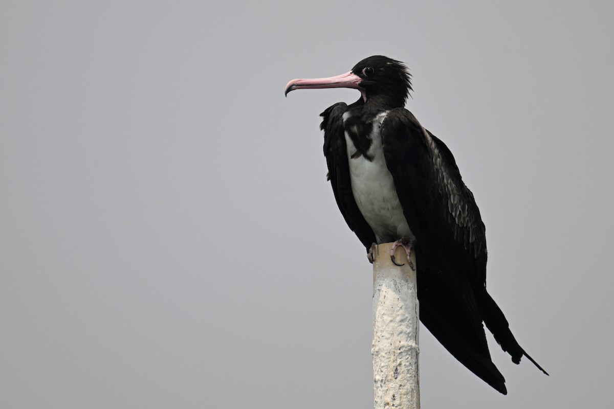 Christmas Island Frigatebird - ML624149648