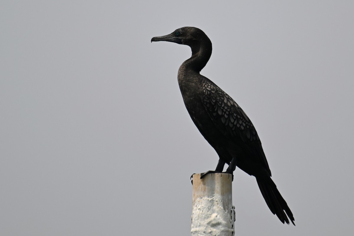 Little Black Cormorant - ML624149650