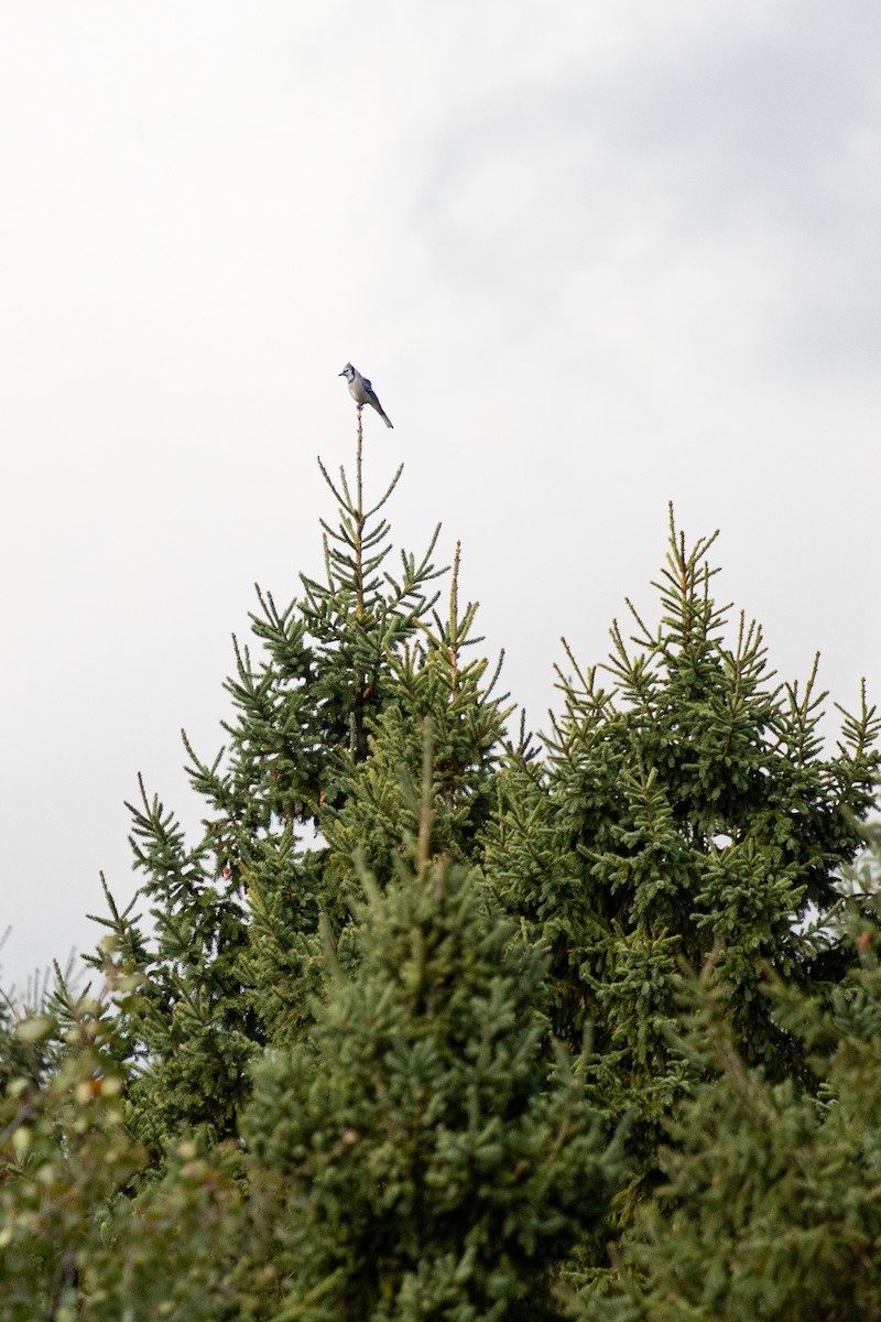 Blue Jay - ML624149657