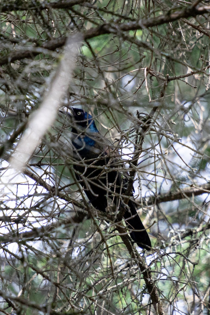 Common Grackle - ML624149661