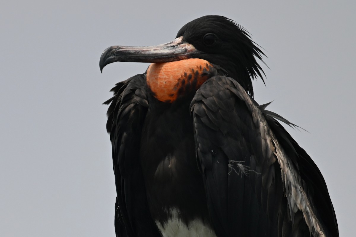 Christmas Island Frigatebird - ML624149664