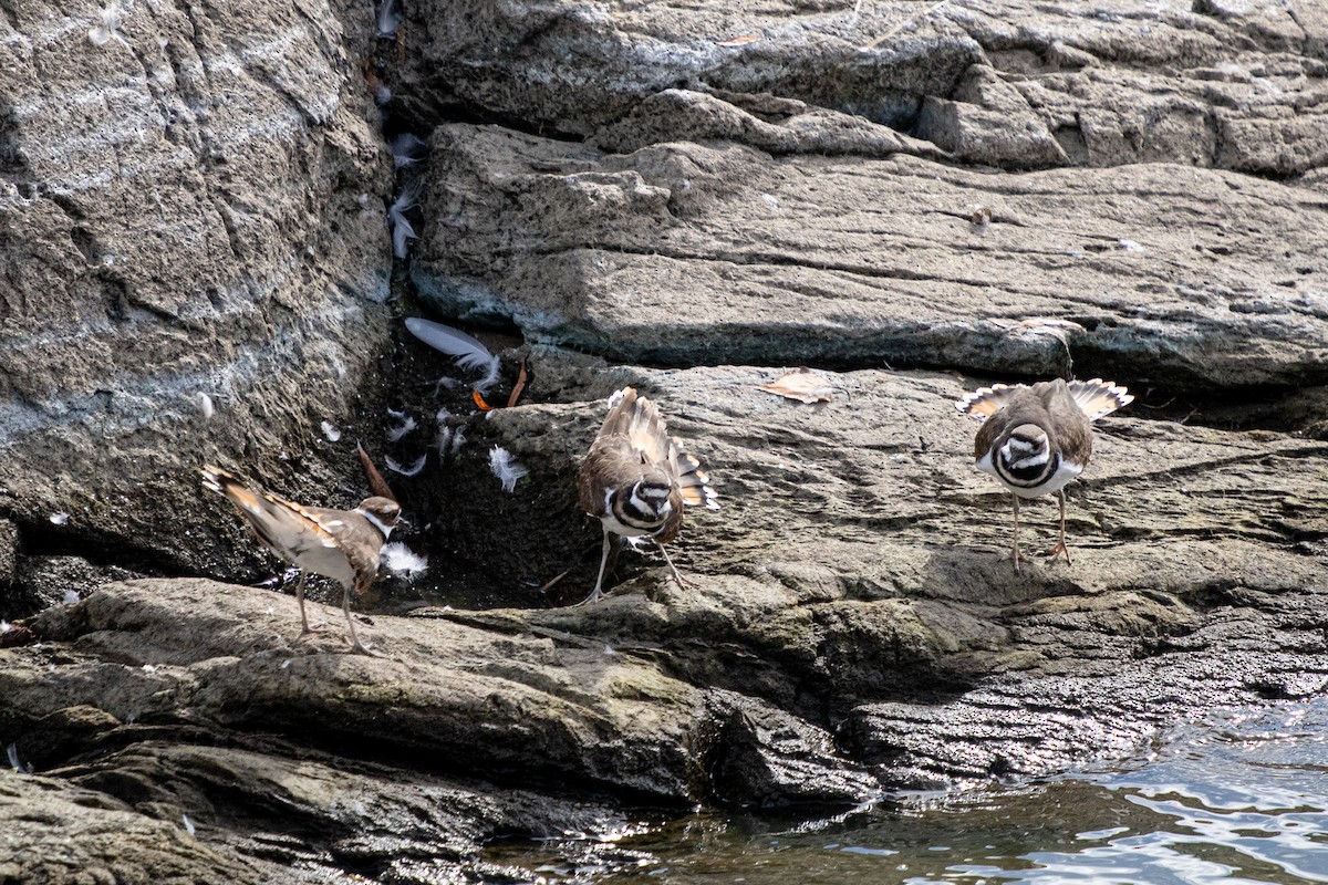 Killdeer - ML624149665