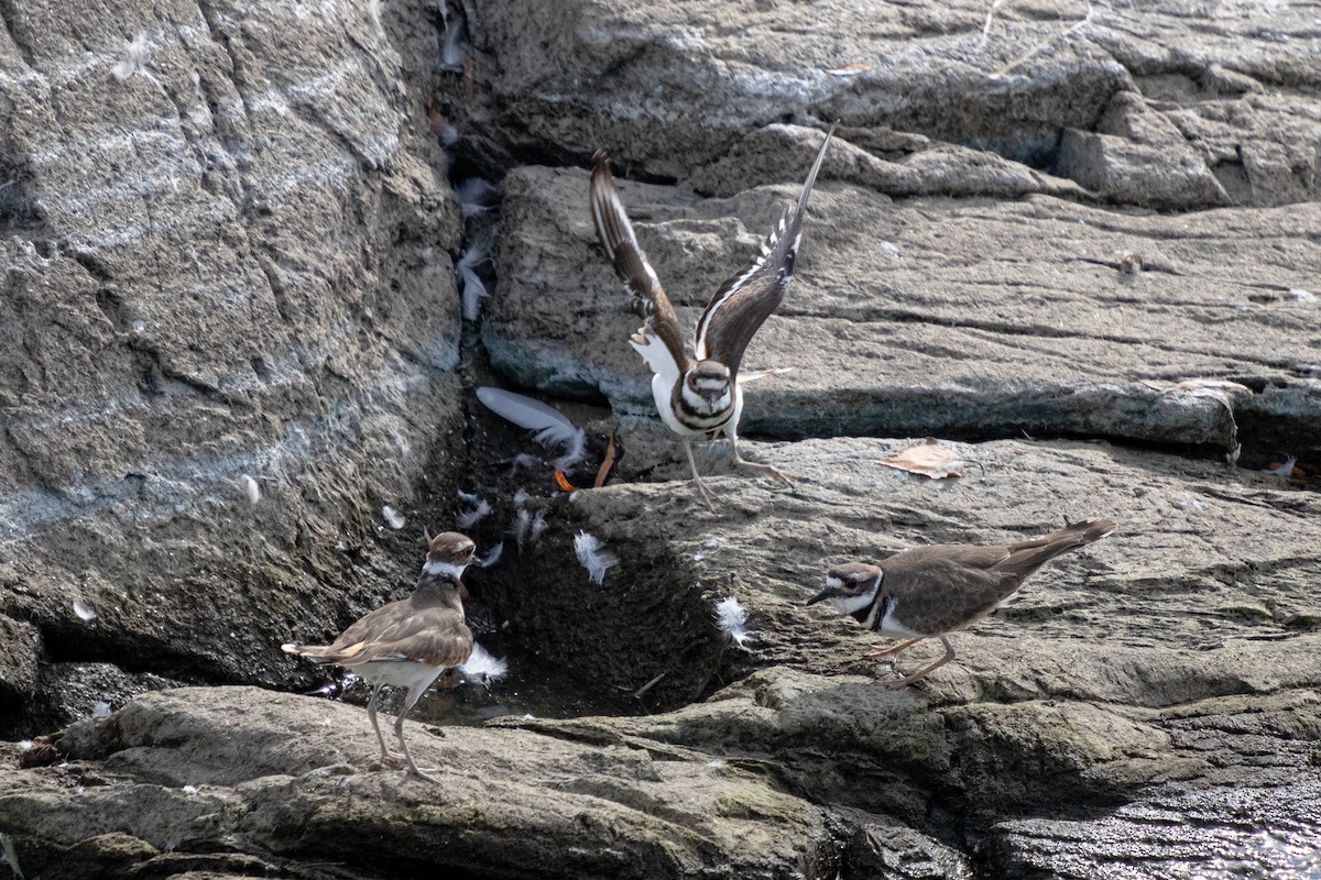 Killdeer - ML624149666