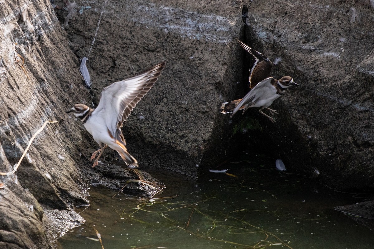 Killdeer - ML624149667