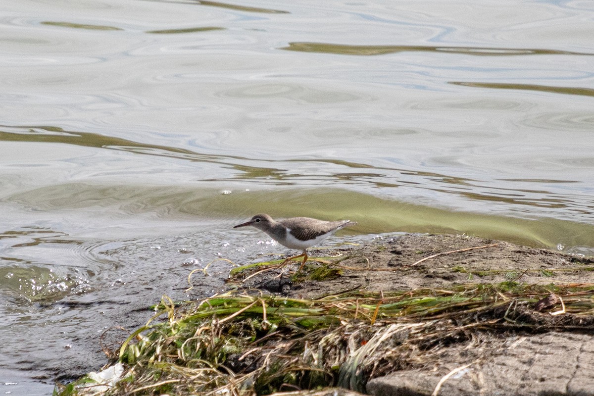 Spotted Sandpiper - ML624149670