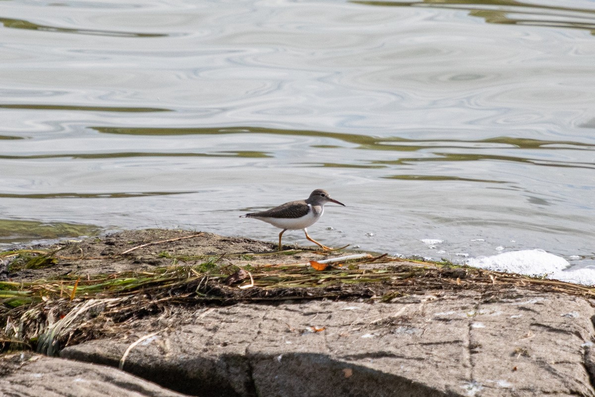 Spotted Sandpiper - ML624149671