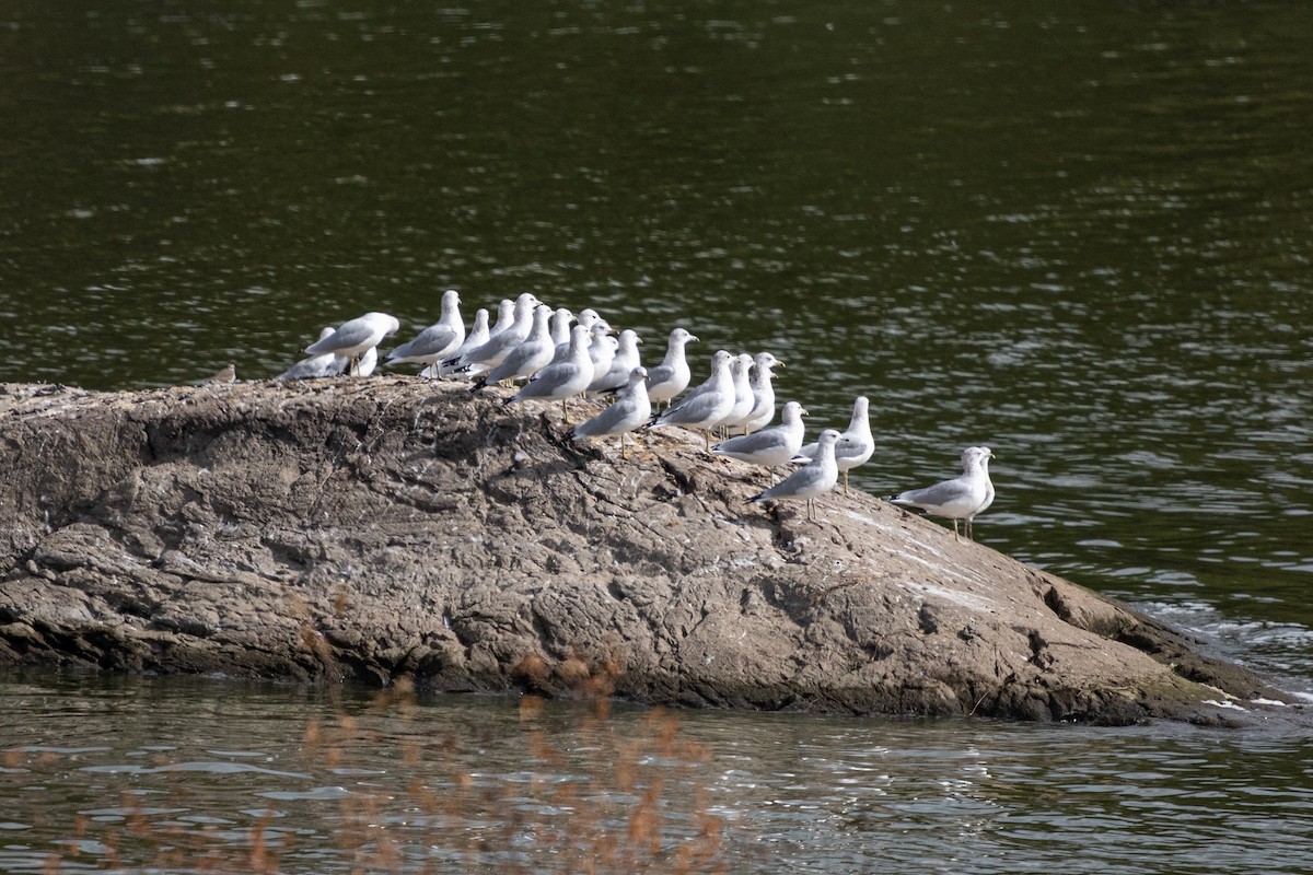 Ring-billed Gull - ML624149675