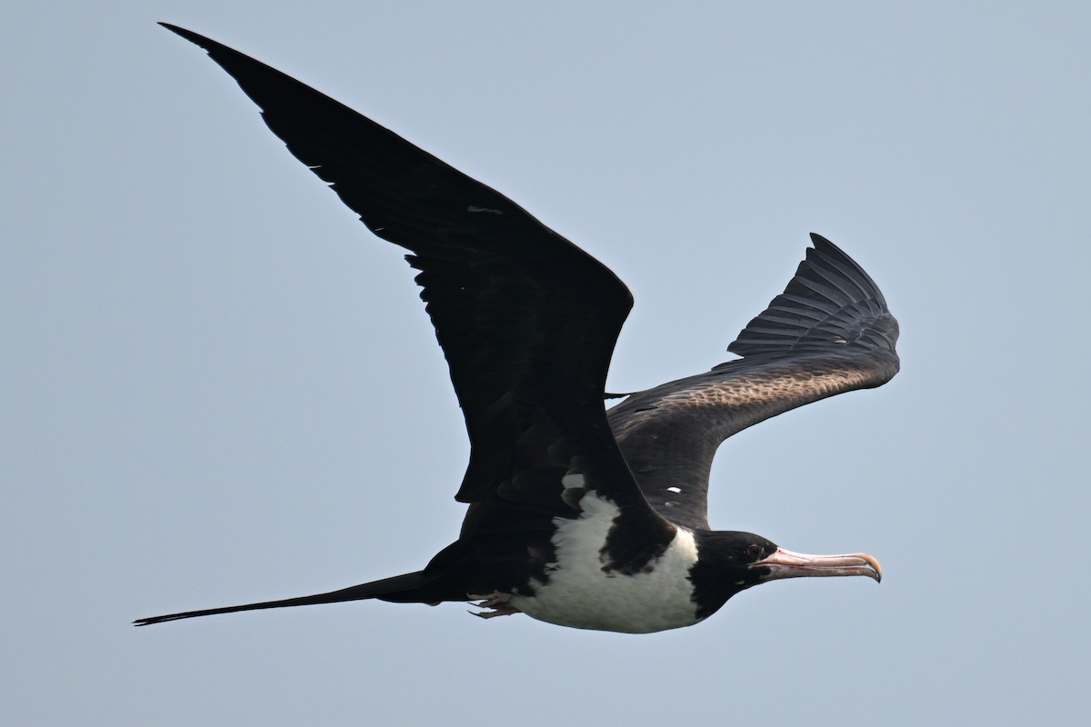 Christmas Island Frigatebird - ML624149676