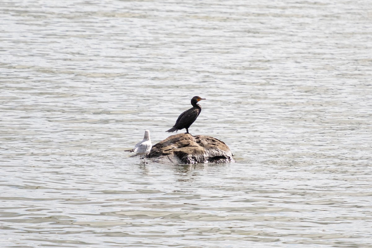 Double-crested Cormorant - ML624149678