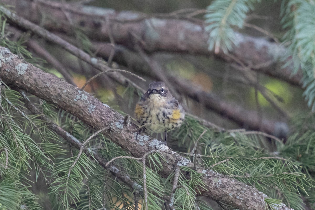 Yellow-rumped Warbler - ML624149681